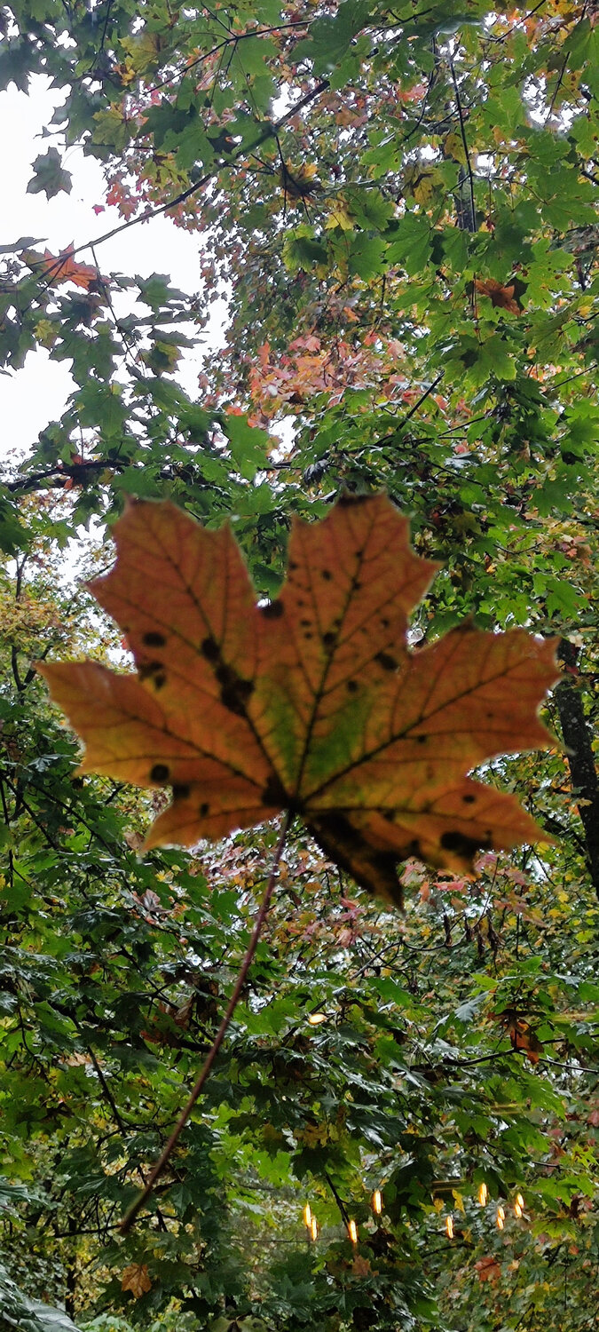Photo #14097591