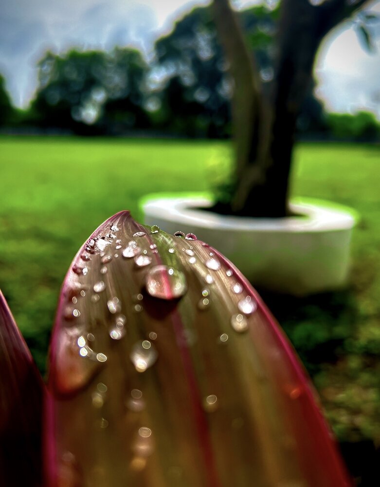 Photograph by Avigyan