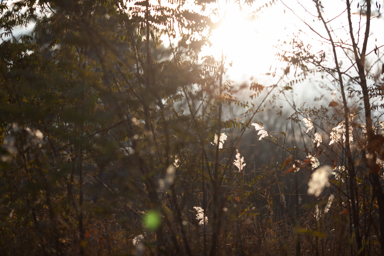Photo #14097759