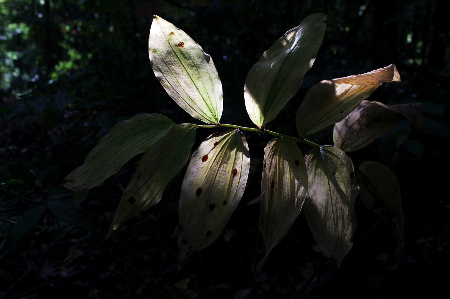 Photo #14097764