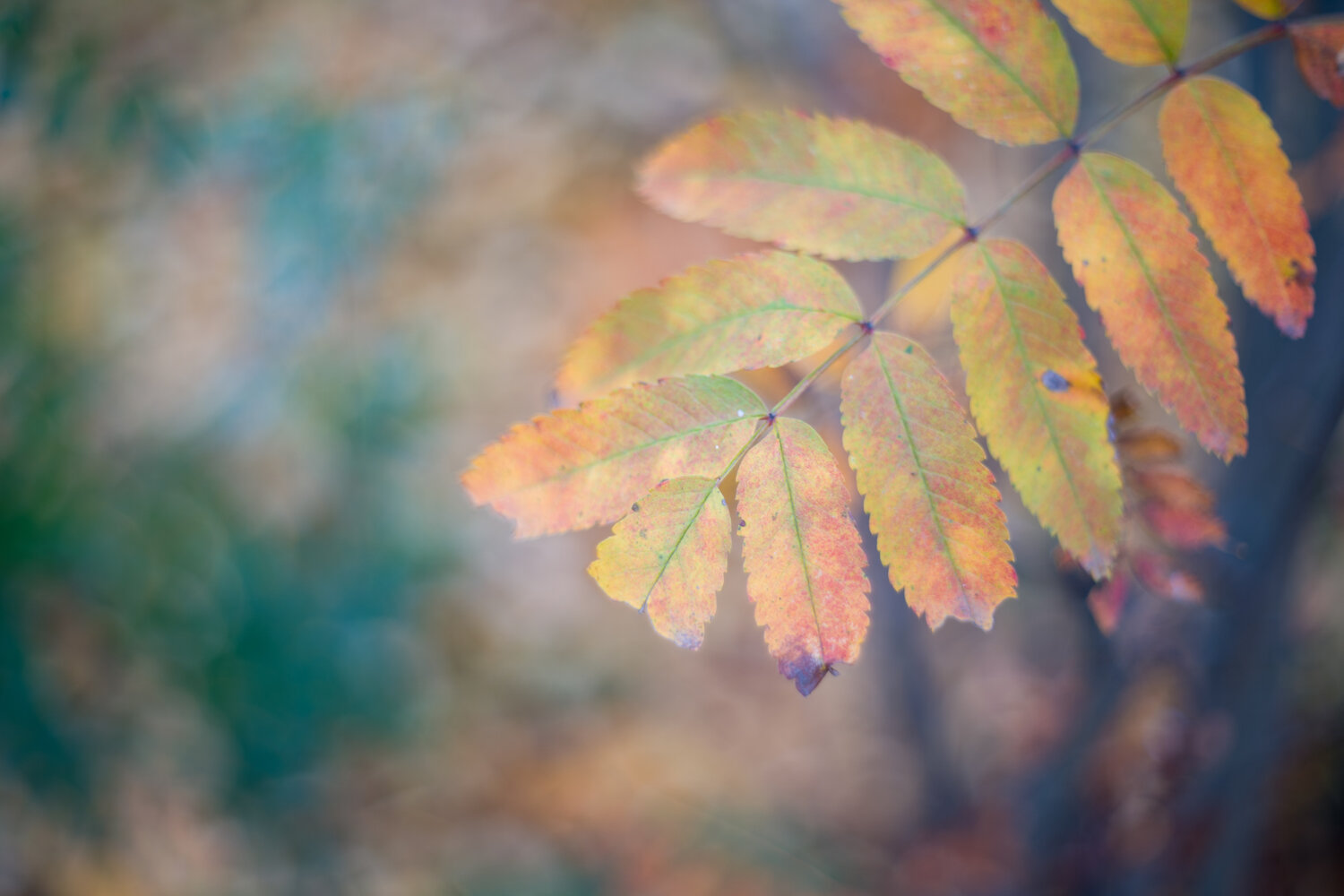 Photo #14097816