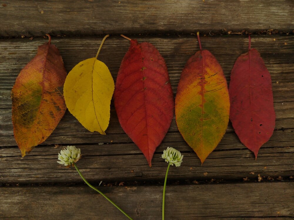 Photo #14097996