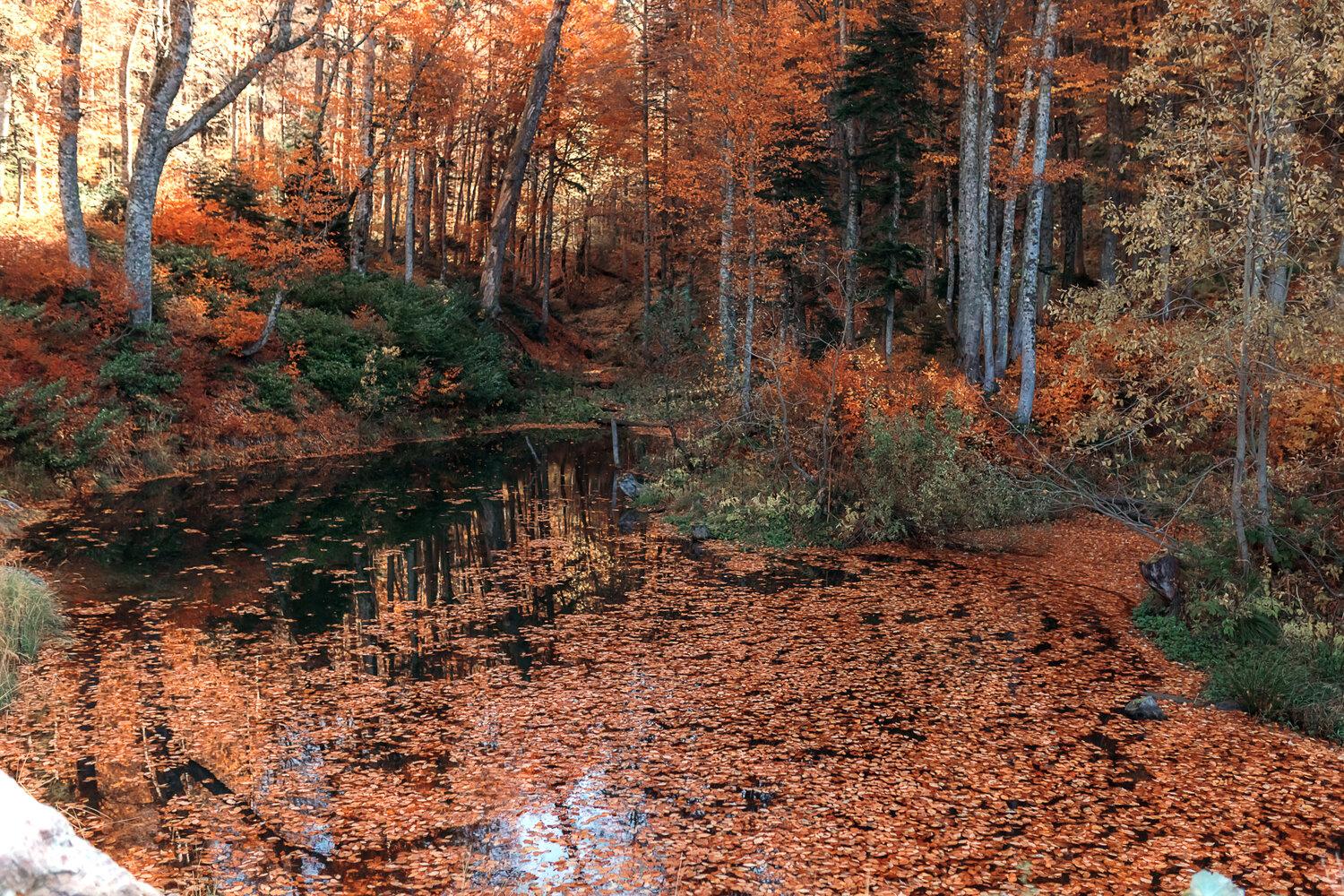 Photo #14098124