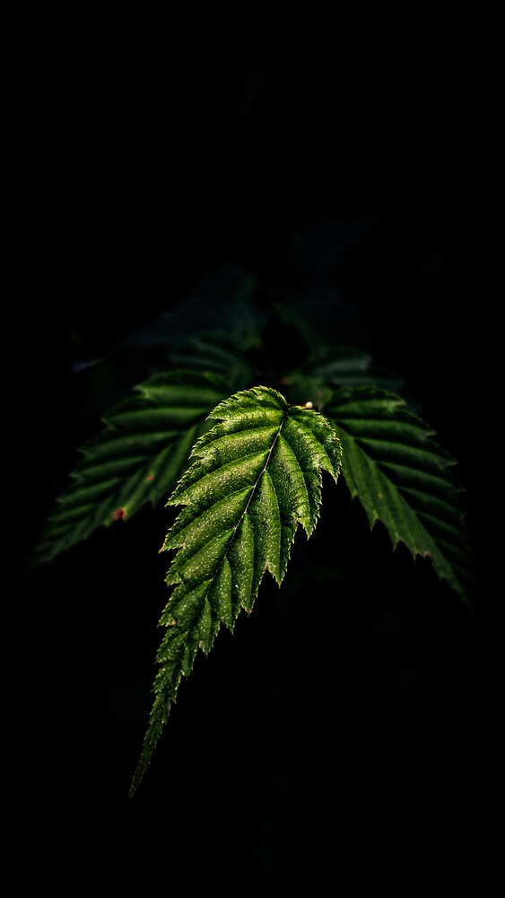 Photograph by Оля Алехнович