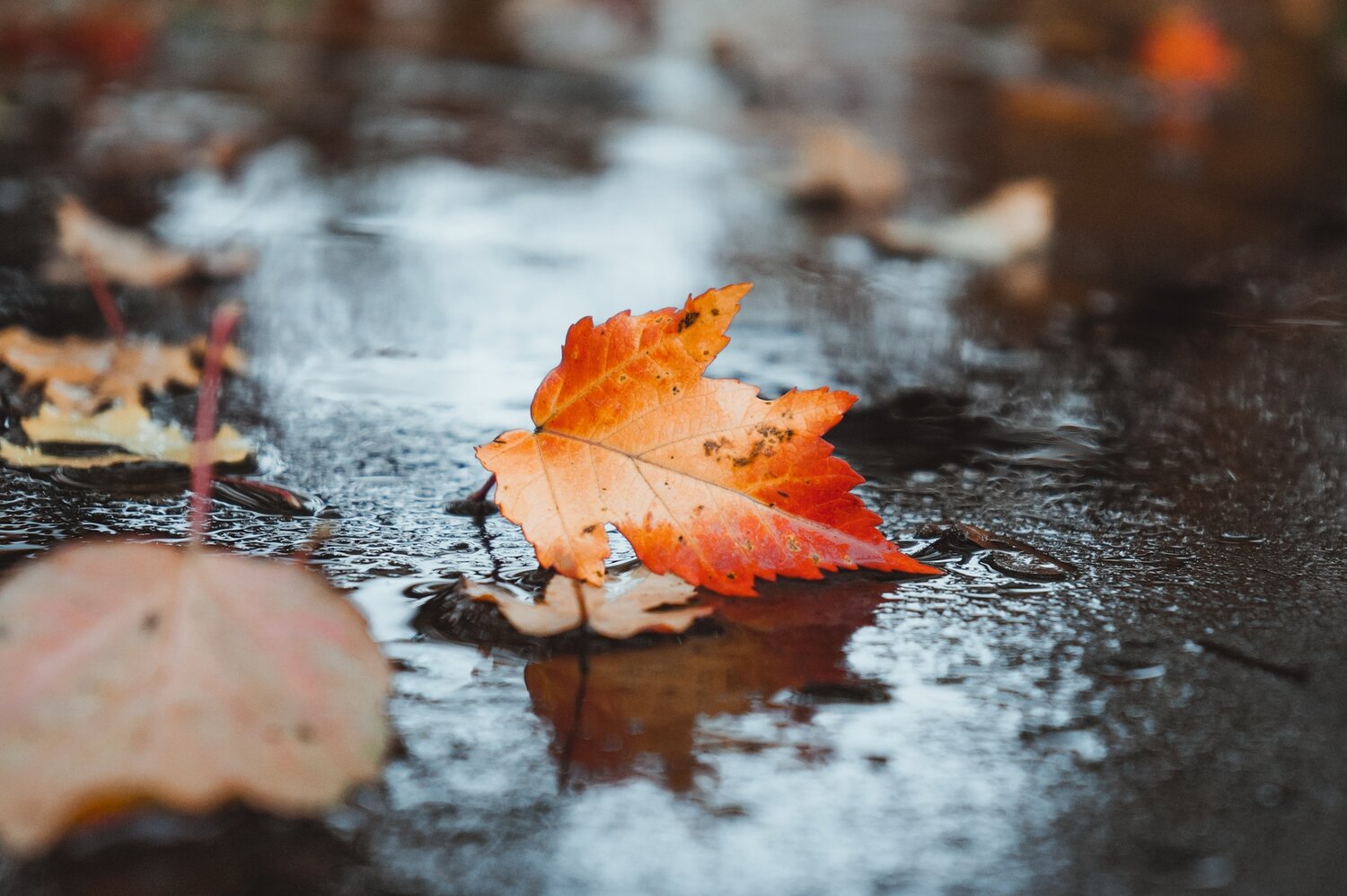 Photo #14098406