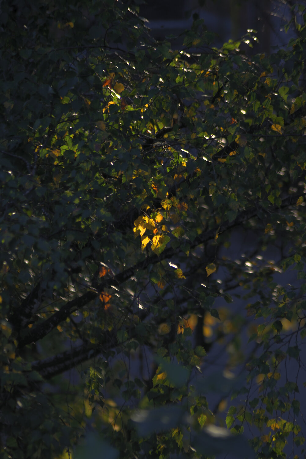Photo #14098447