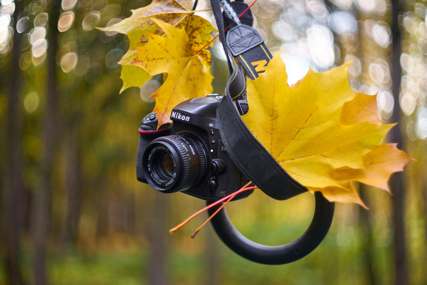 Photo #14098494