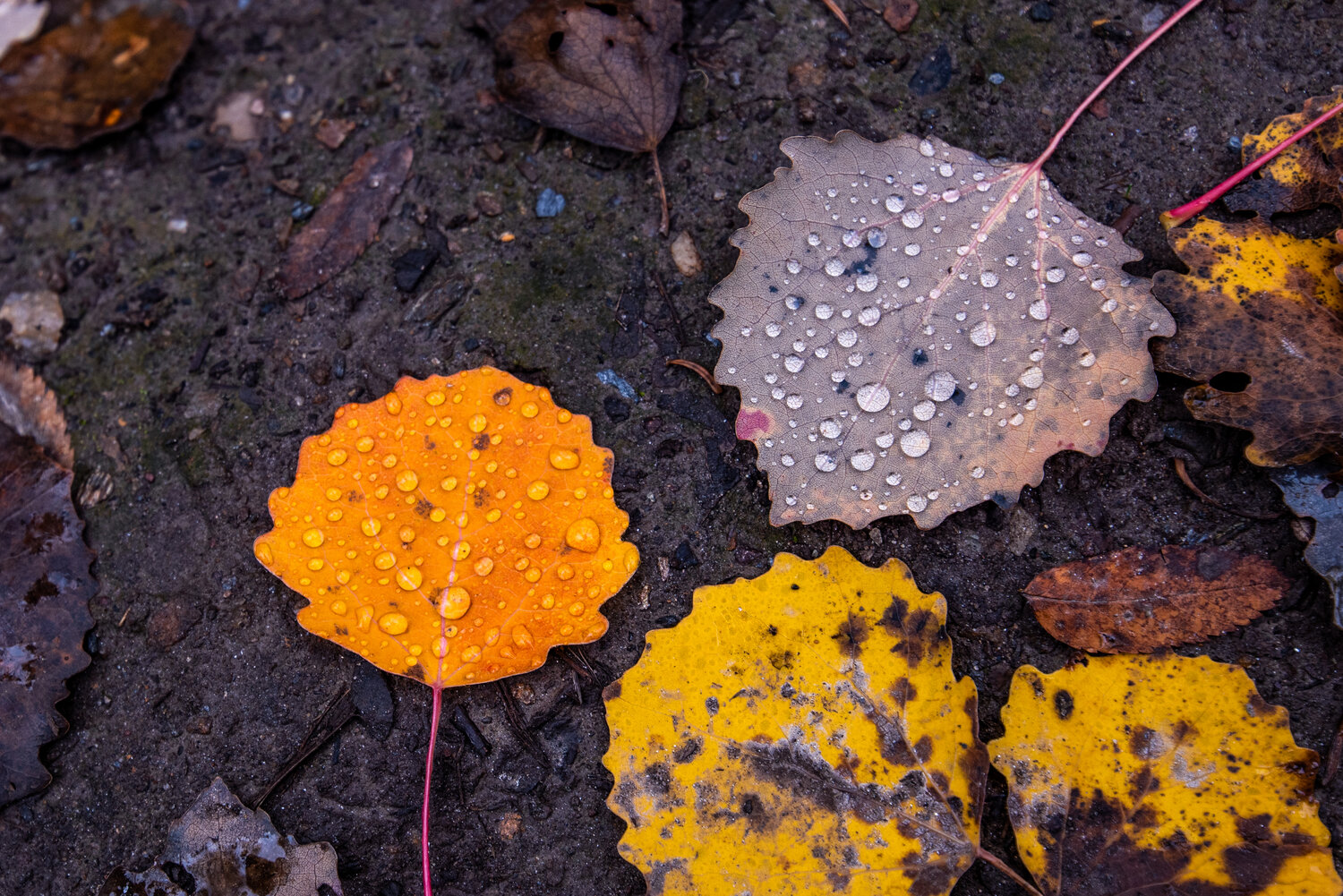 Photo #14098517