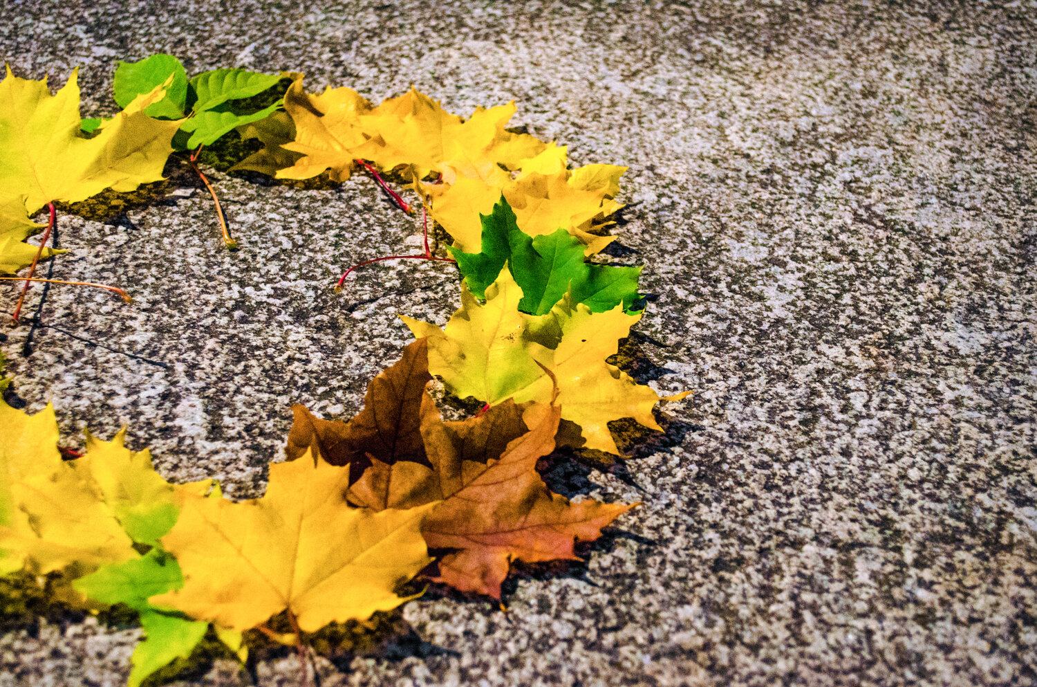 Photo #14098524