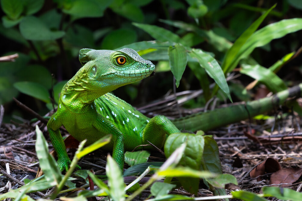 Dominant Green