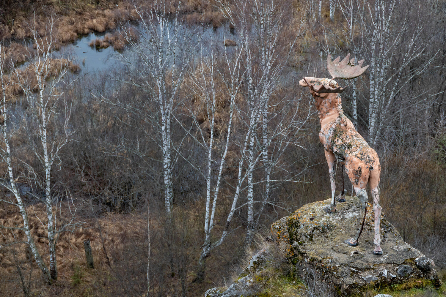 Photo #14098534