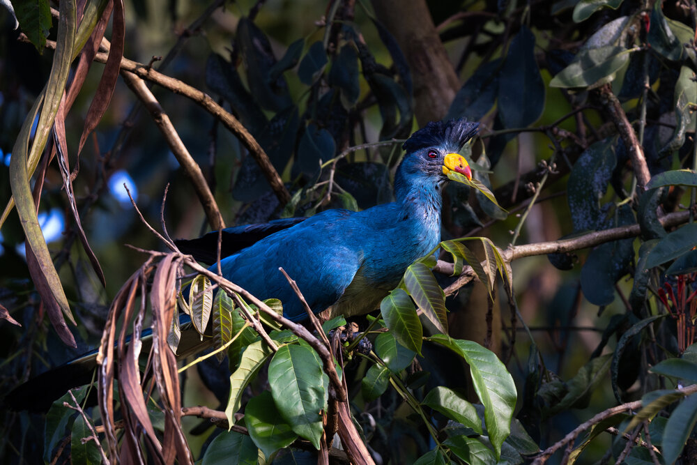 Great Blue Turaco