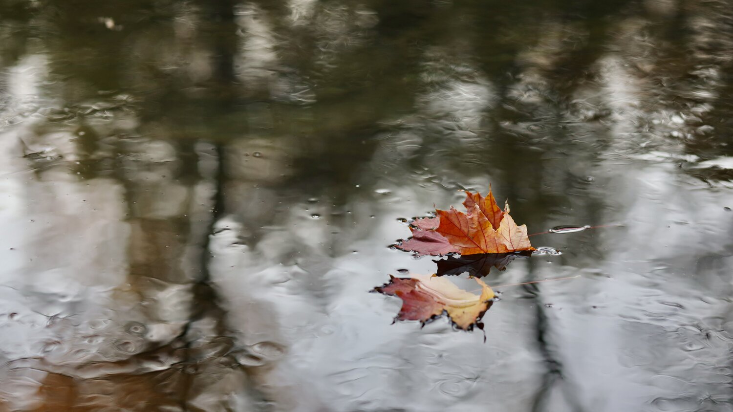 Photo #14098545