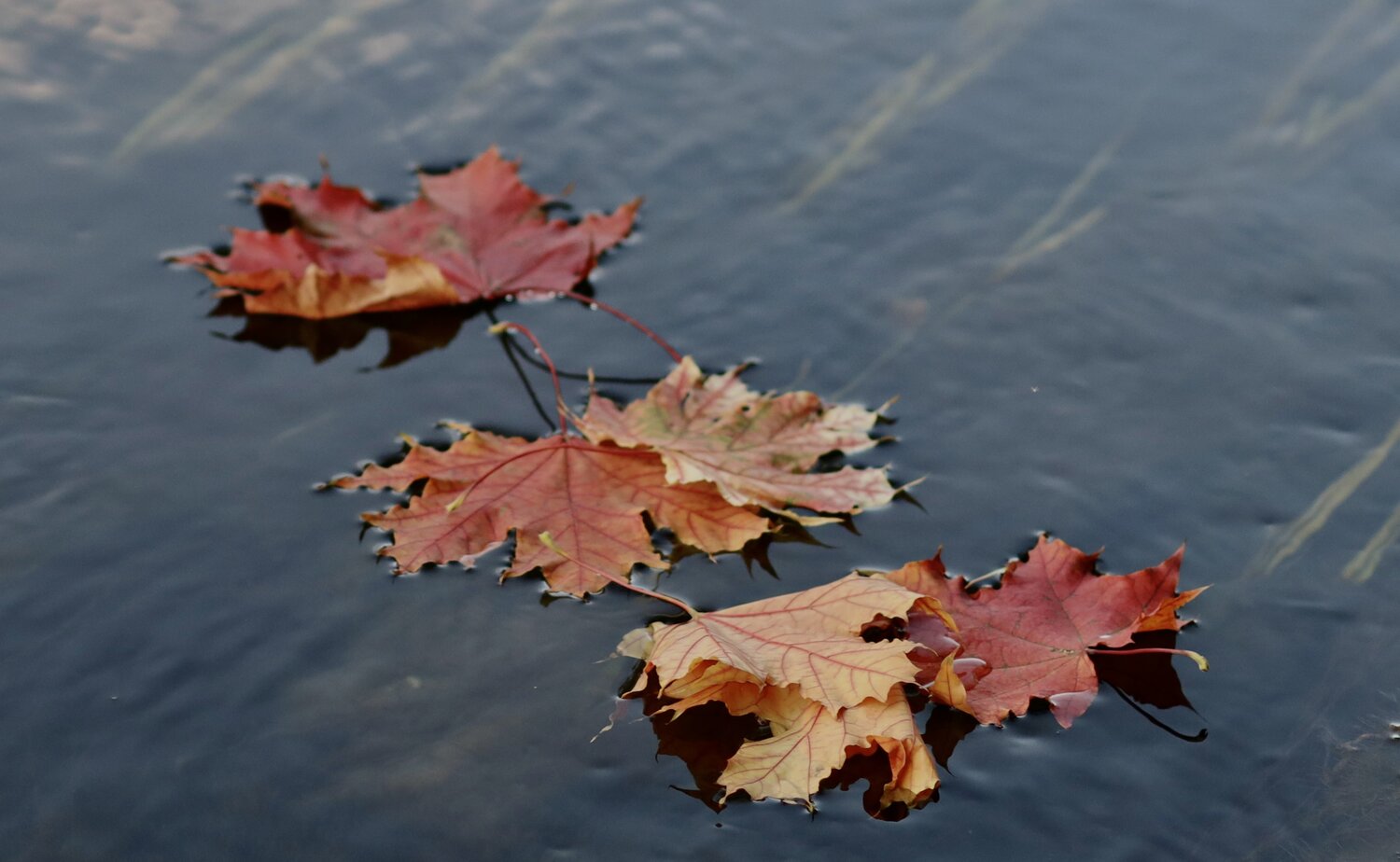 Photo #14098554