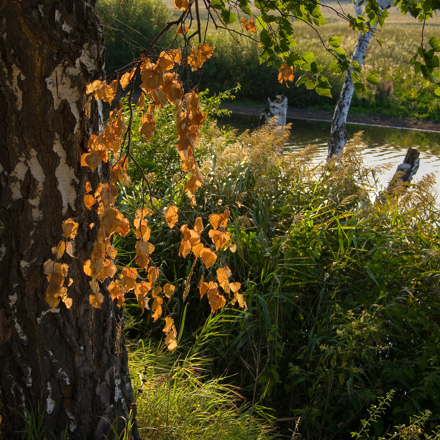 Photo #14098560