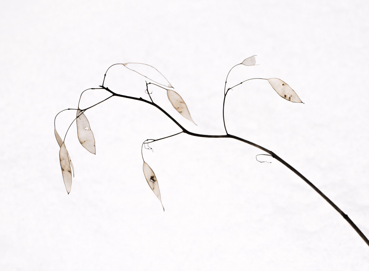 Photo #14098575