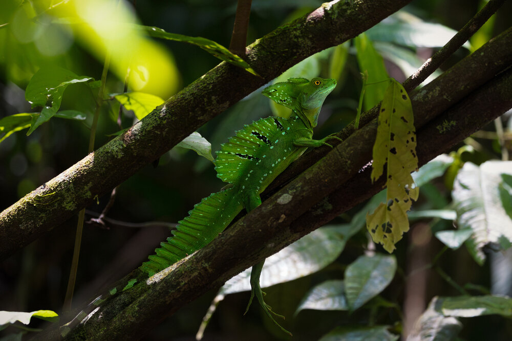 Amazonian Creatures