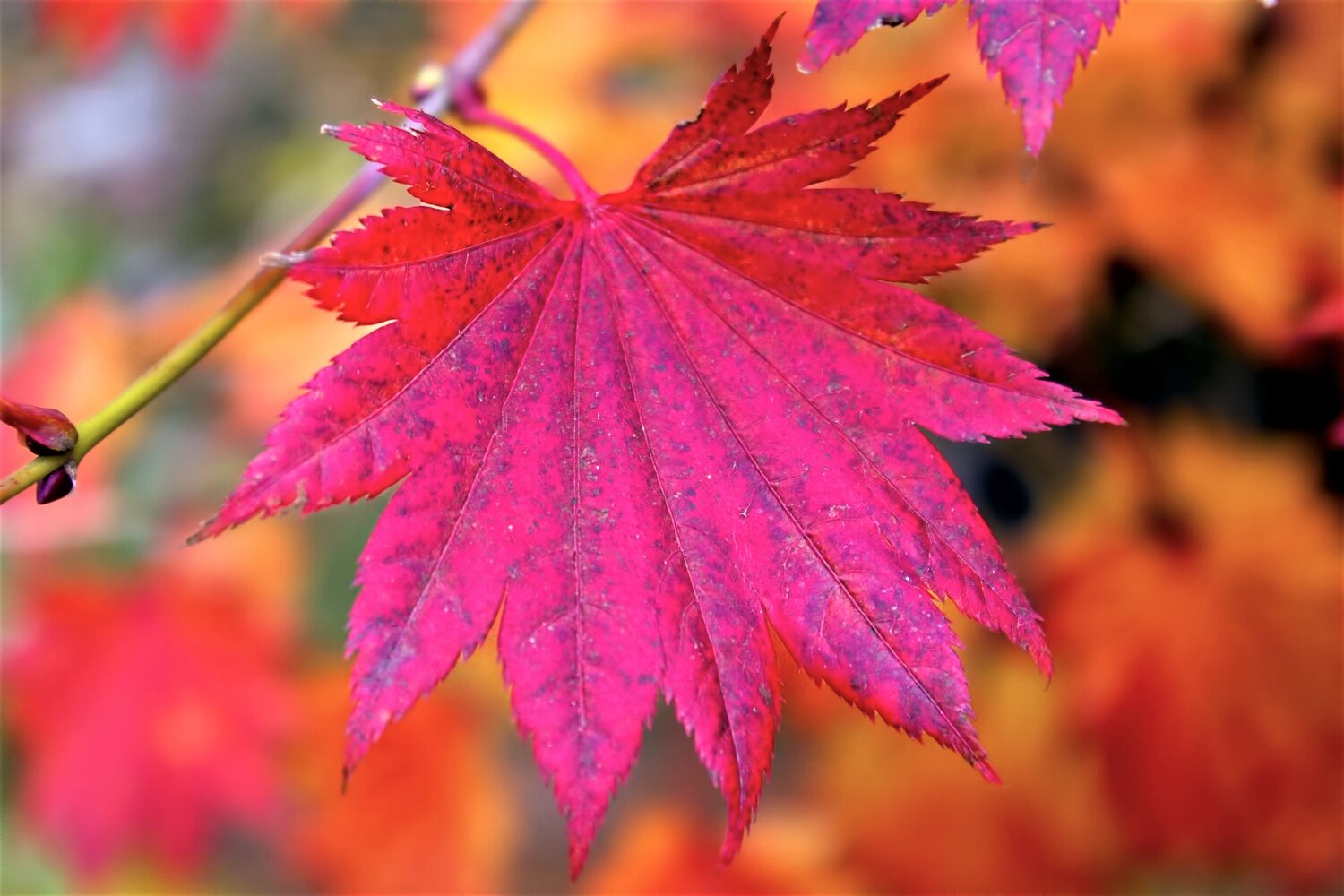 Photo #14098639
