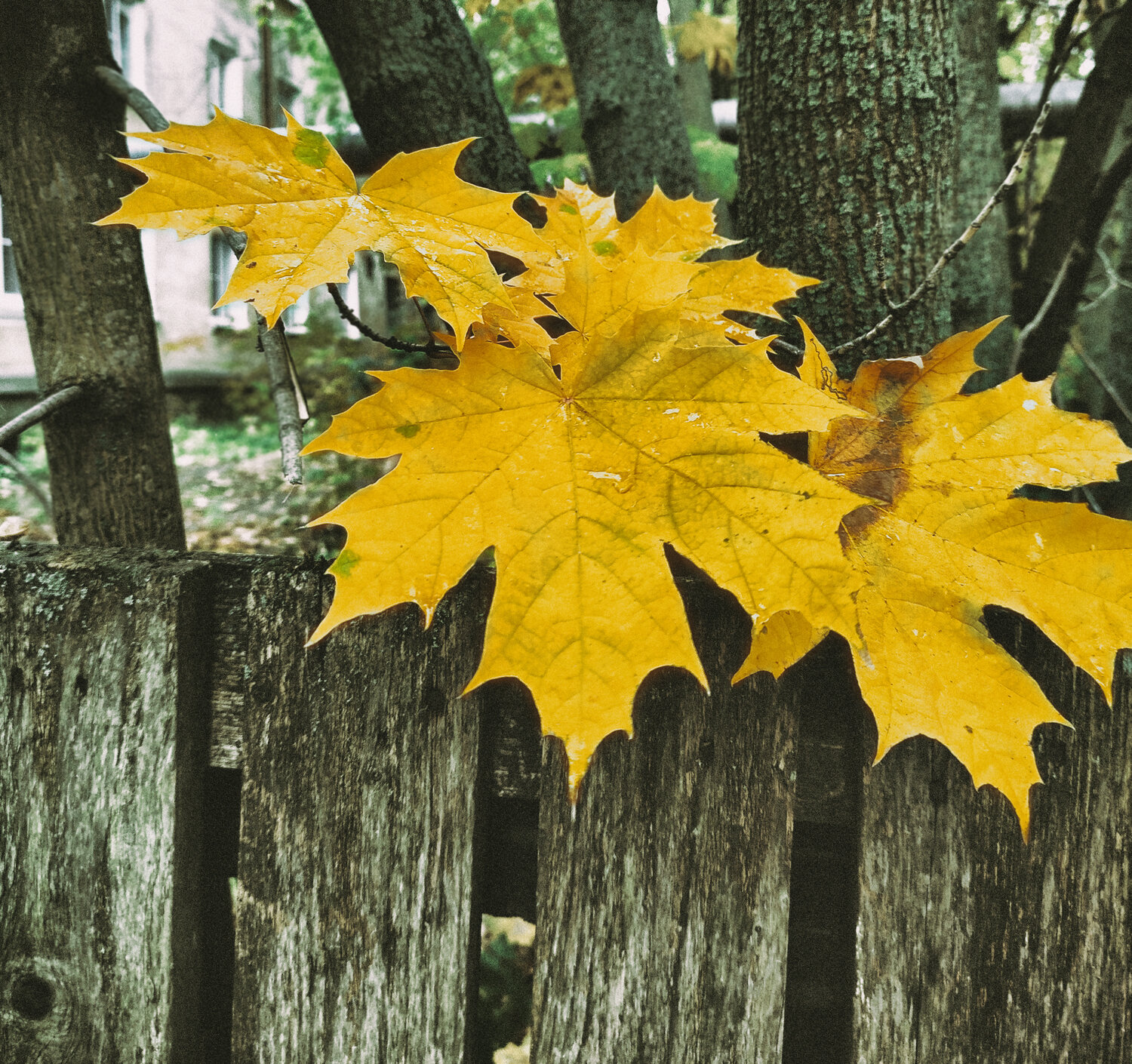 Photo #14098644