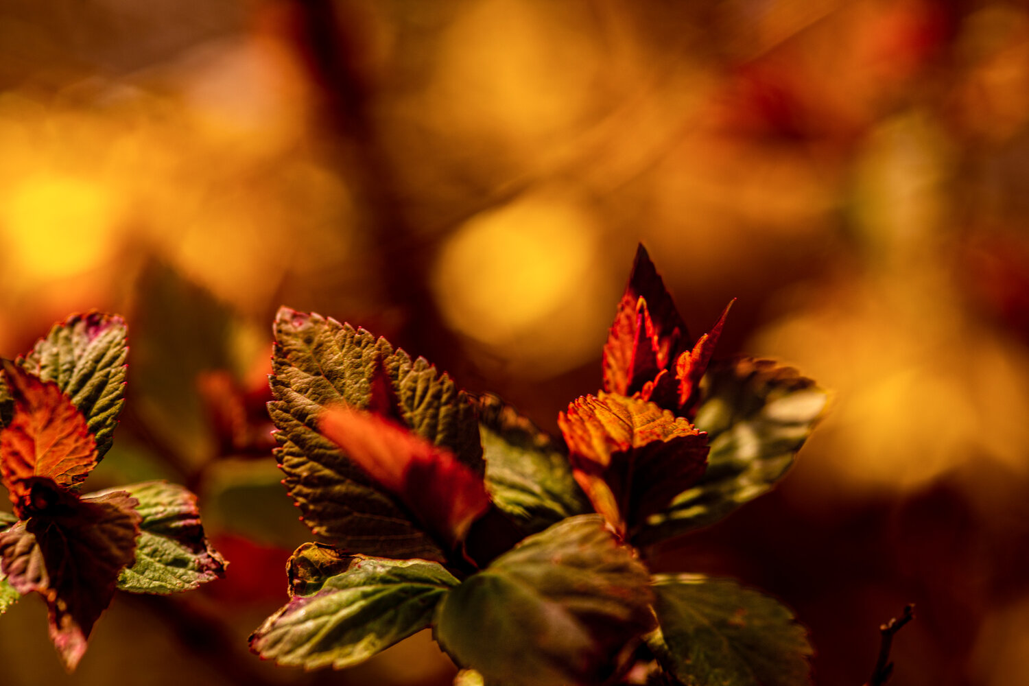 Photo #14098658
