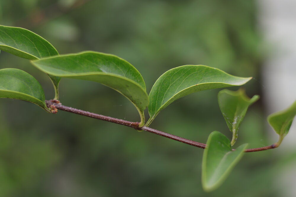 Грация