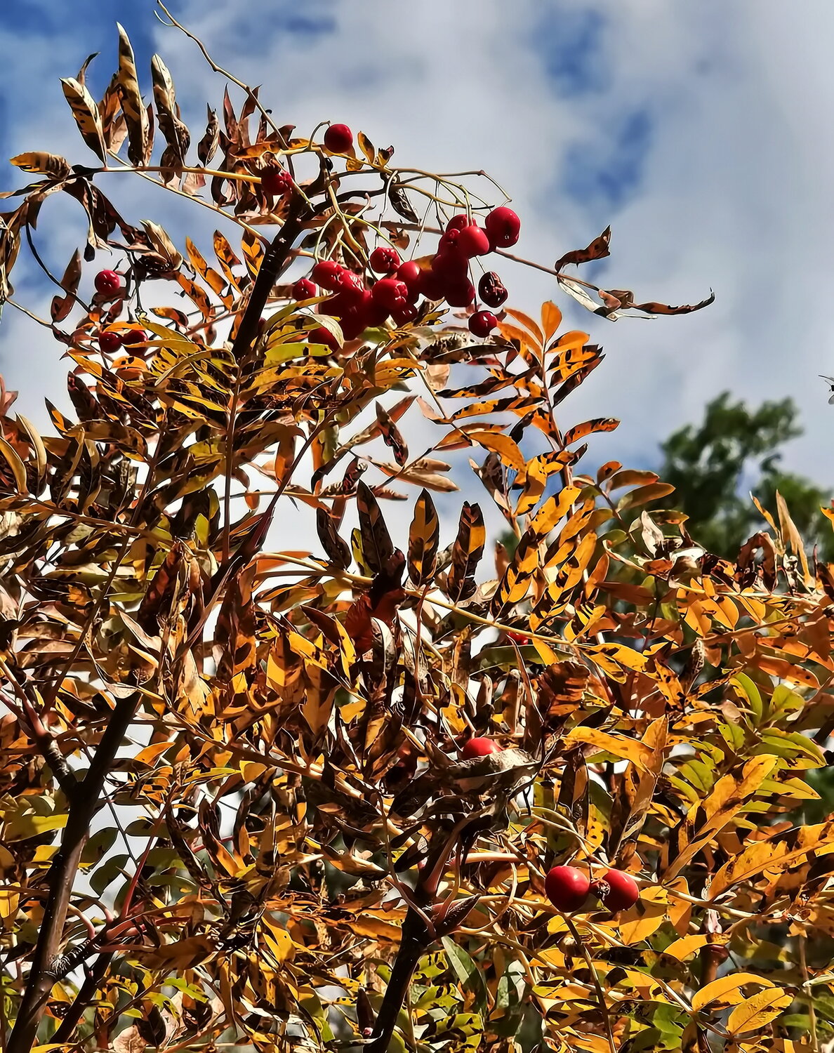 Photo #14098679