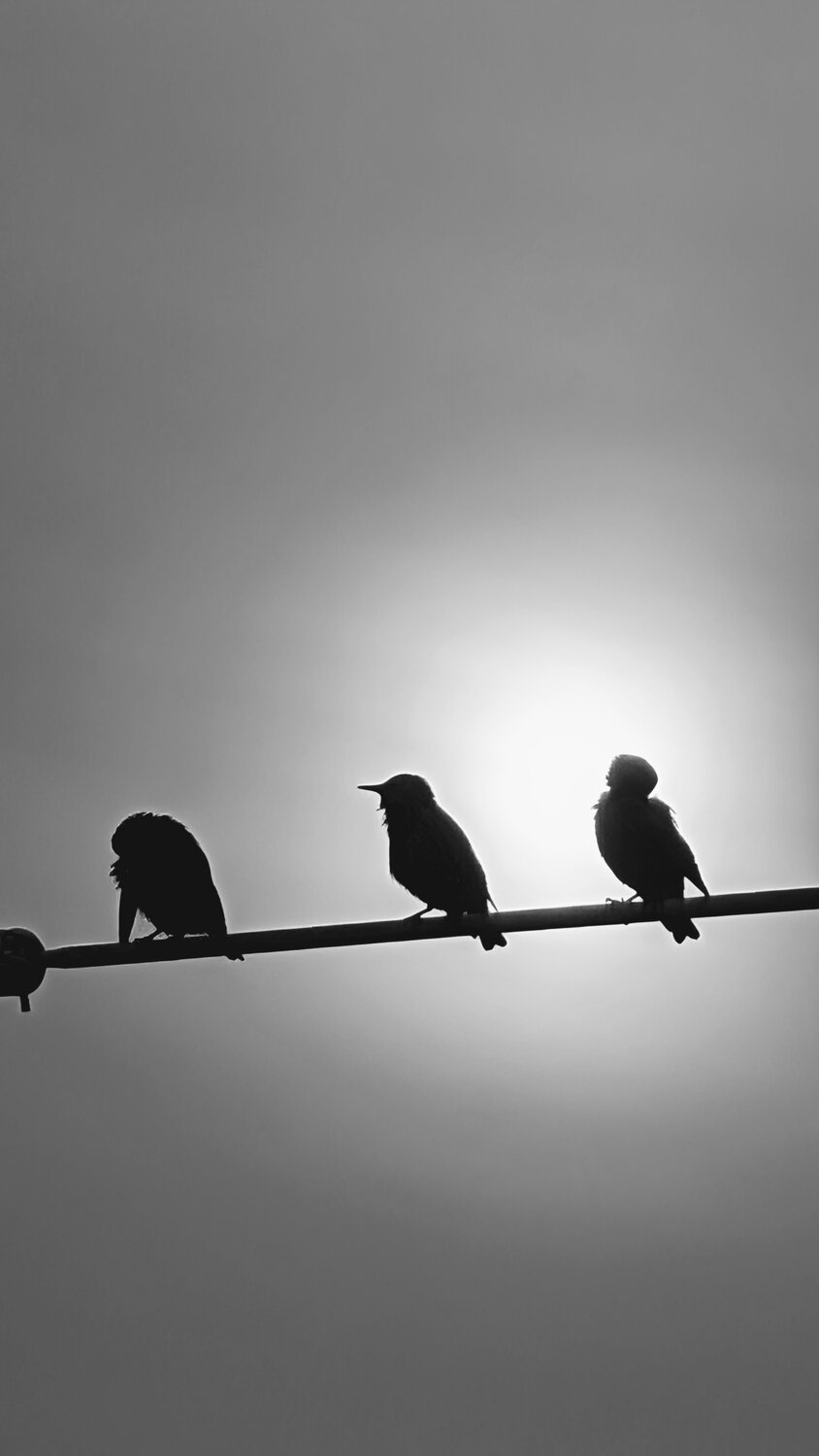 Photo #14098686