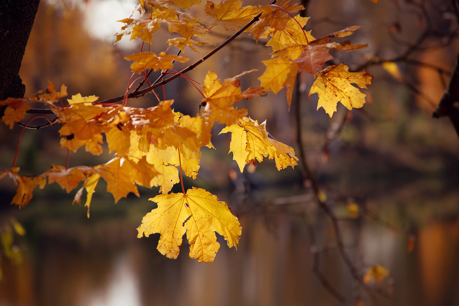 Photo #14098749
