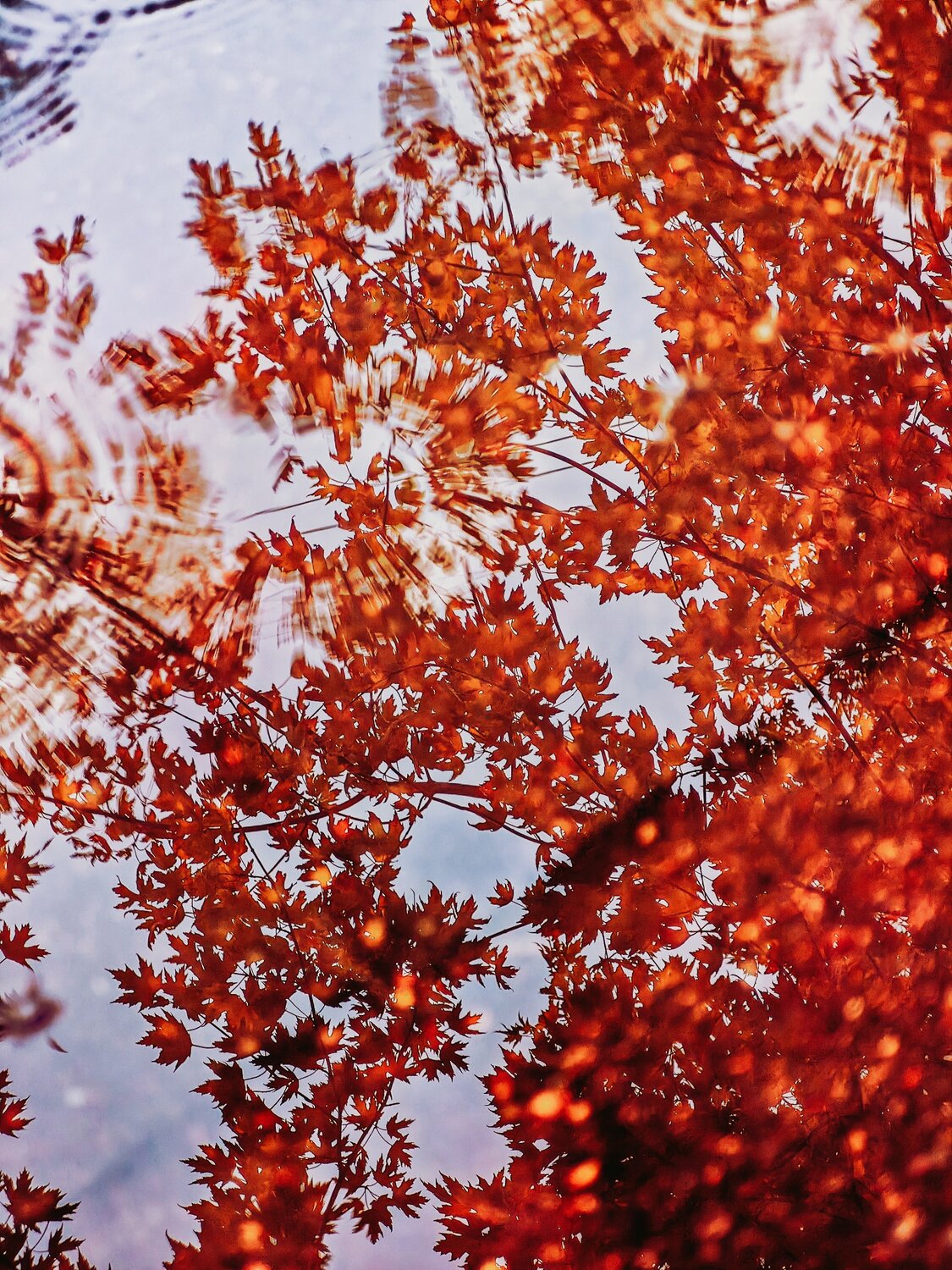Photo #14098757