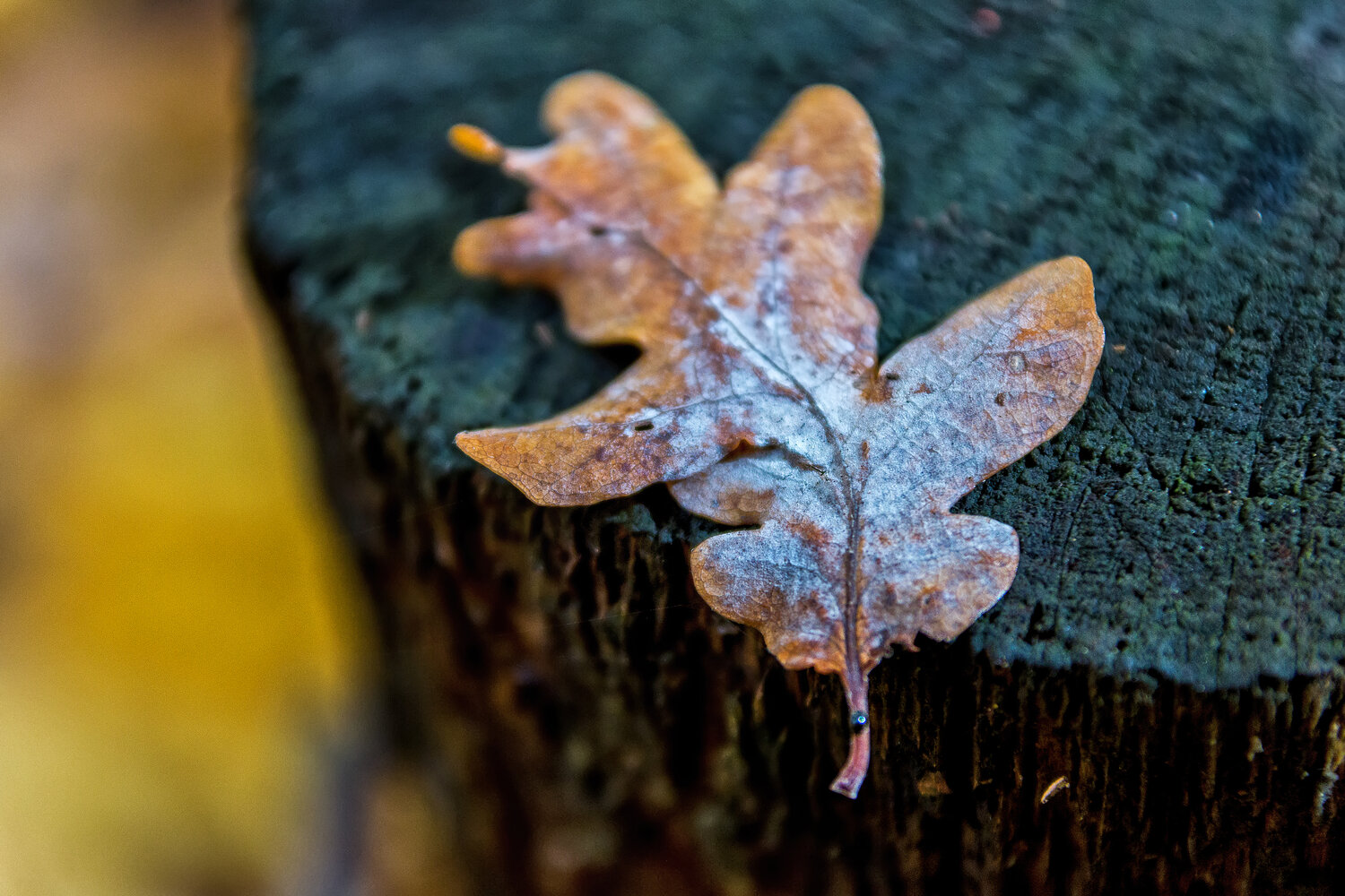 Photo #14098834