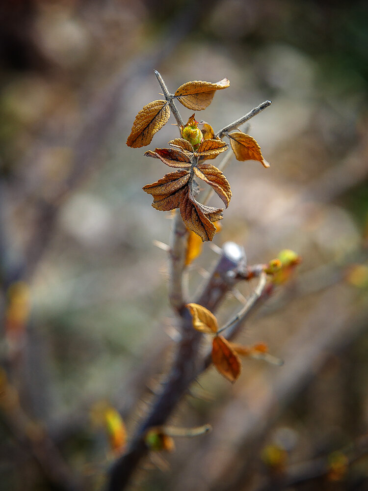 Photograph by Алексей Трифонов