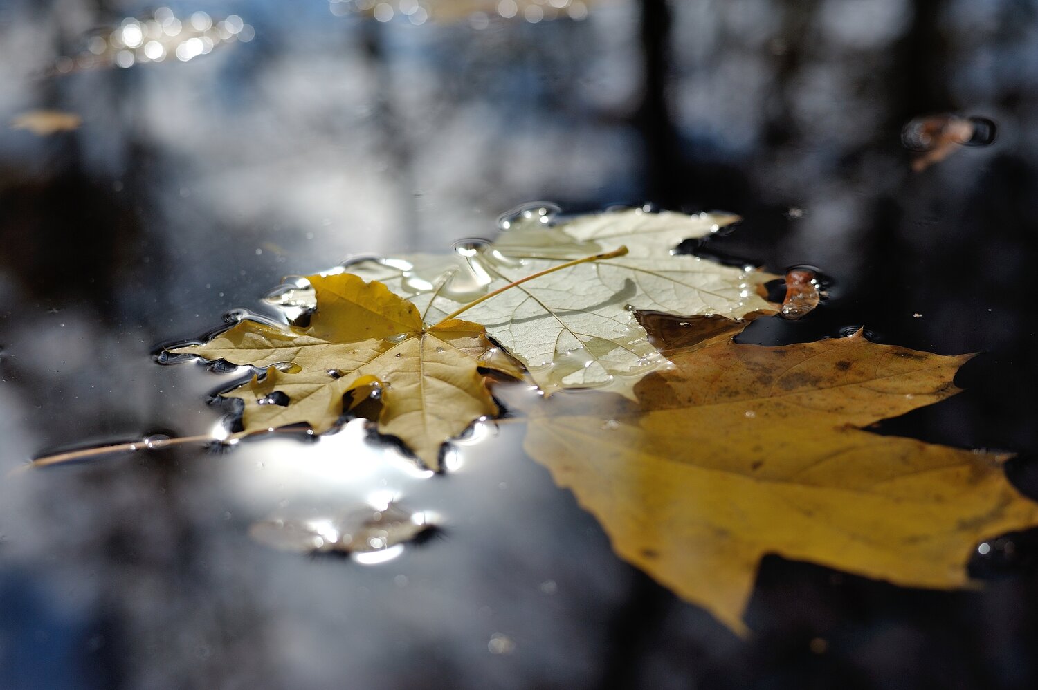 Photo #14098886