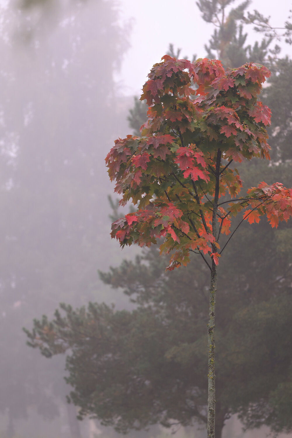 Photo #14099020