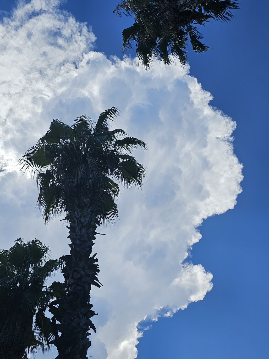 Photo #14099027