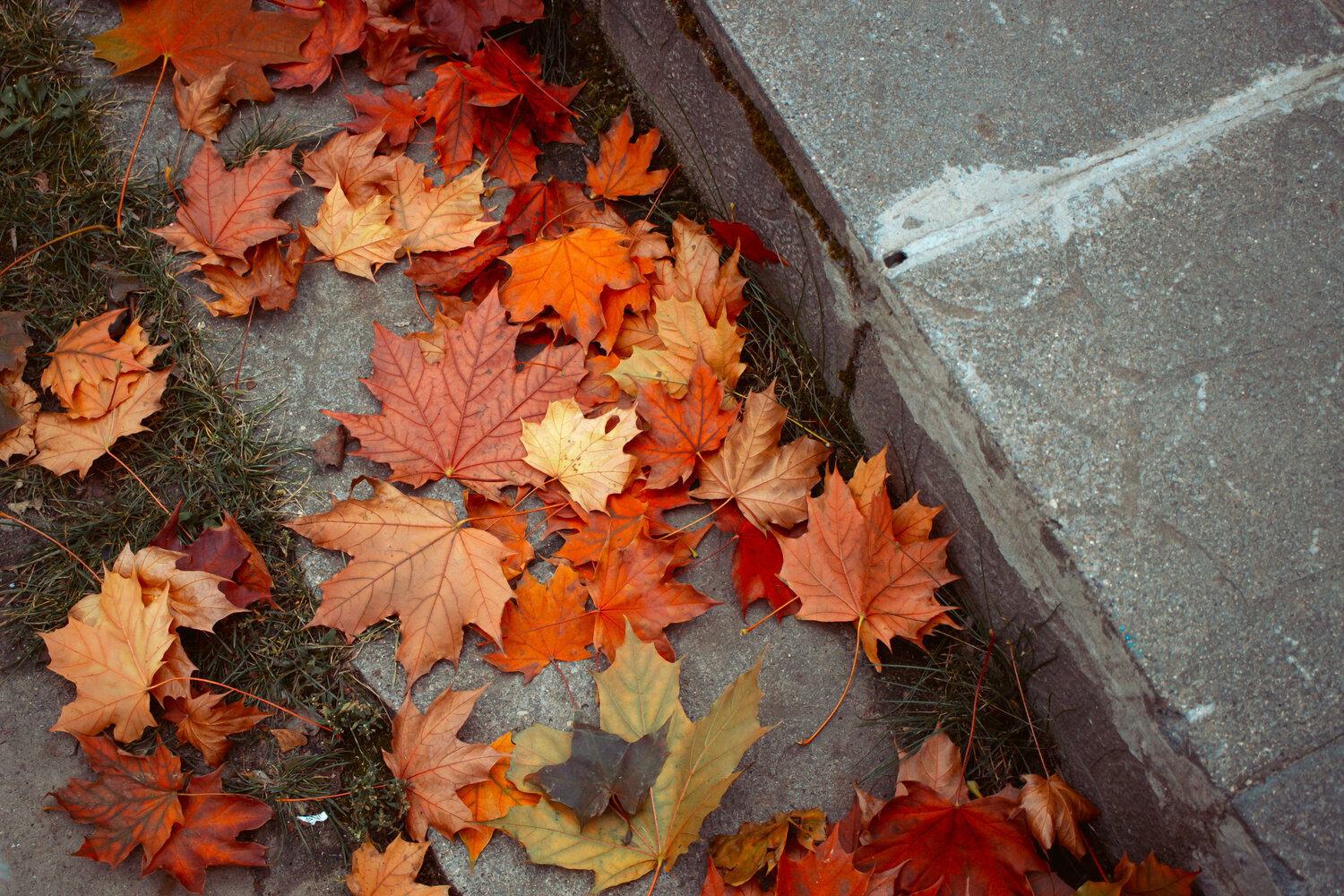 Photo #14099066