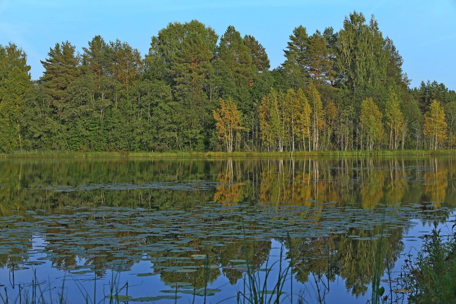 Photo #14099098