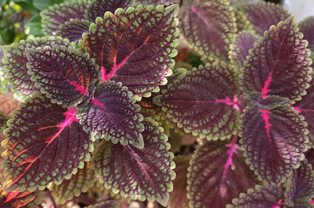Common Coleus