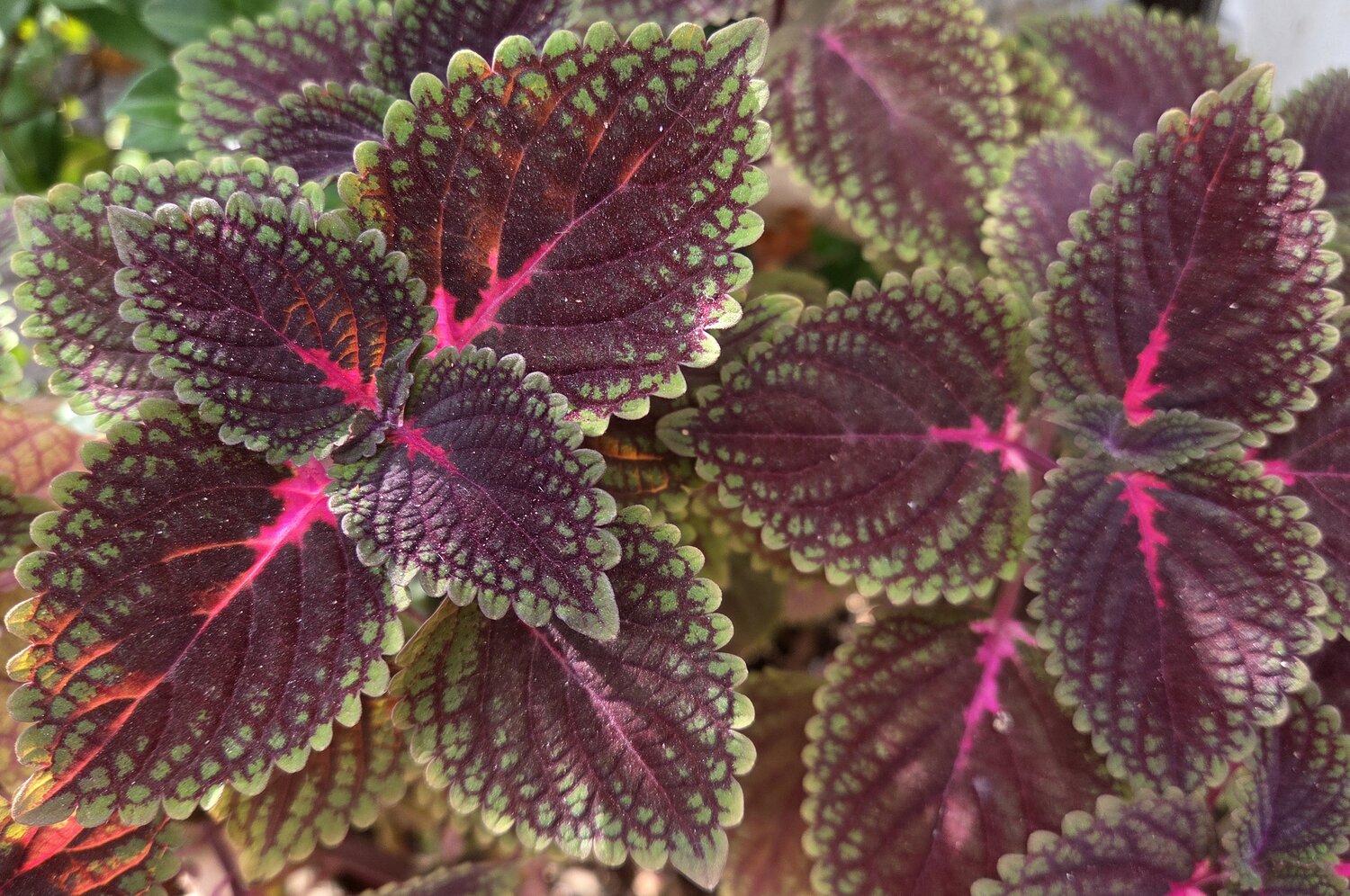 Common Coleus