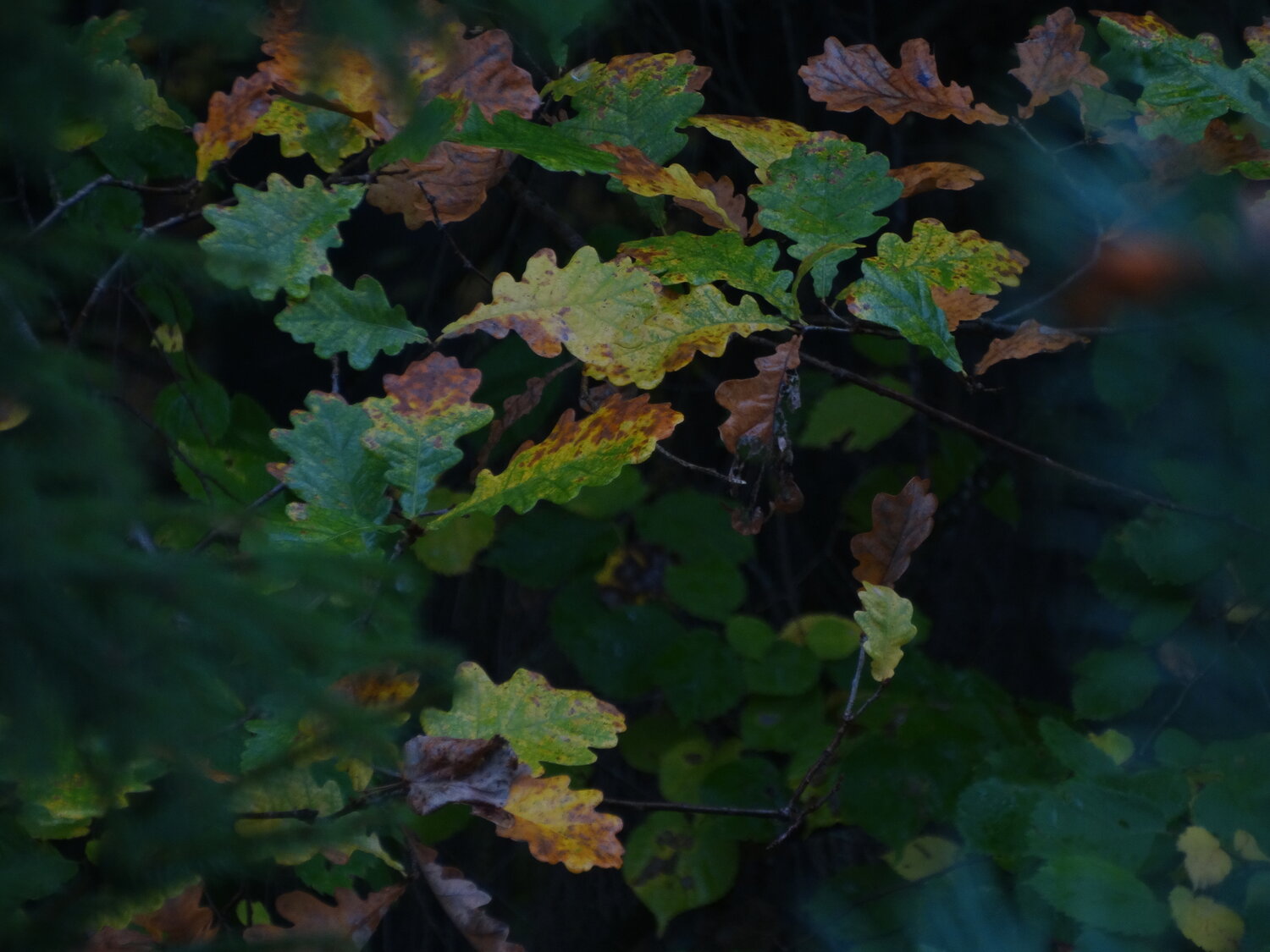 Photo #14099358