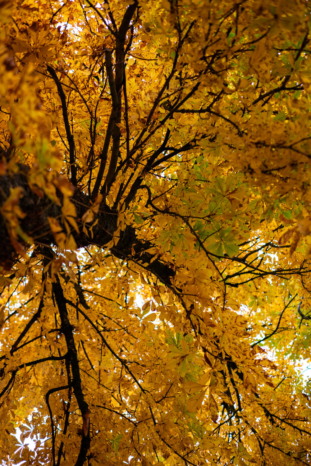 Photo #14099375