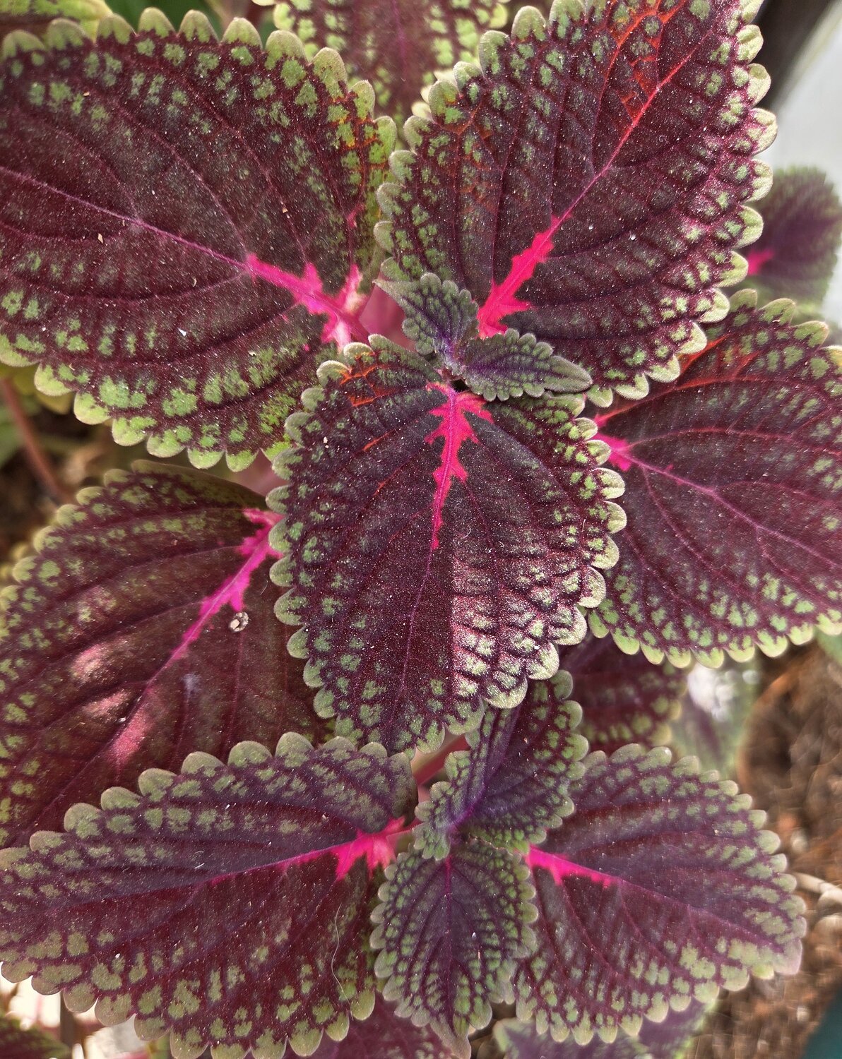 Плектрантус шлемниковидный (Coleus)
