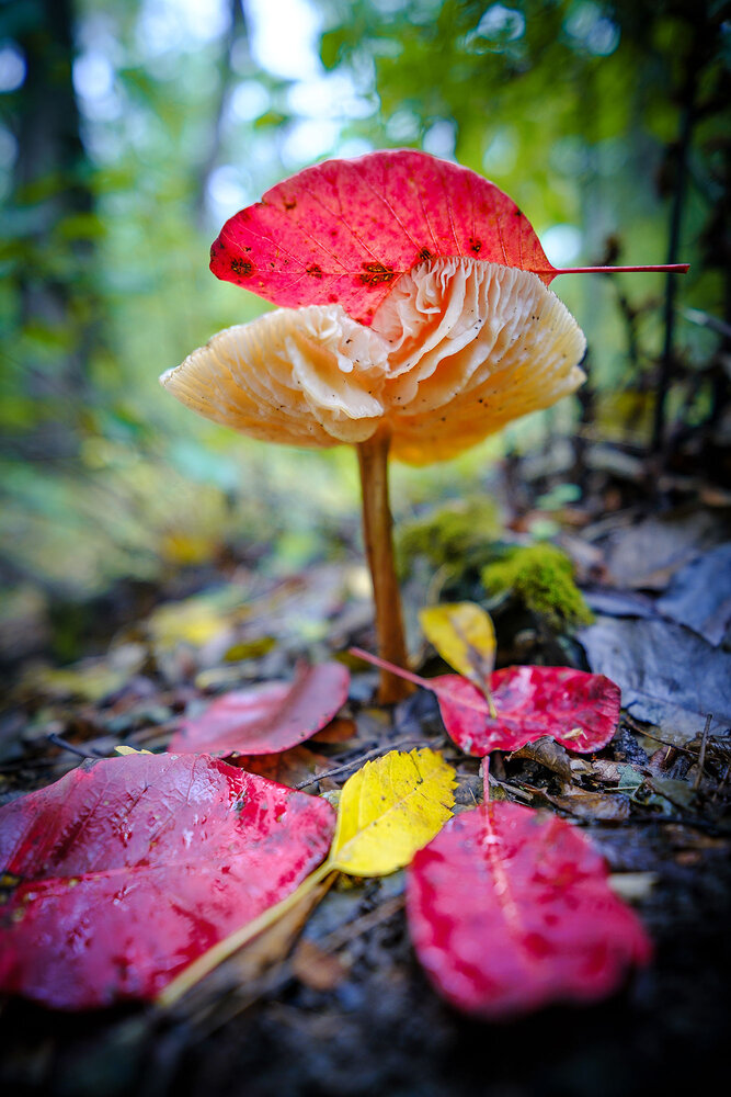 Photograph by Владимир Сковородников