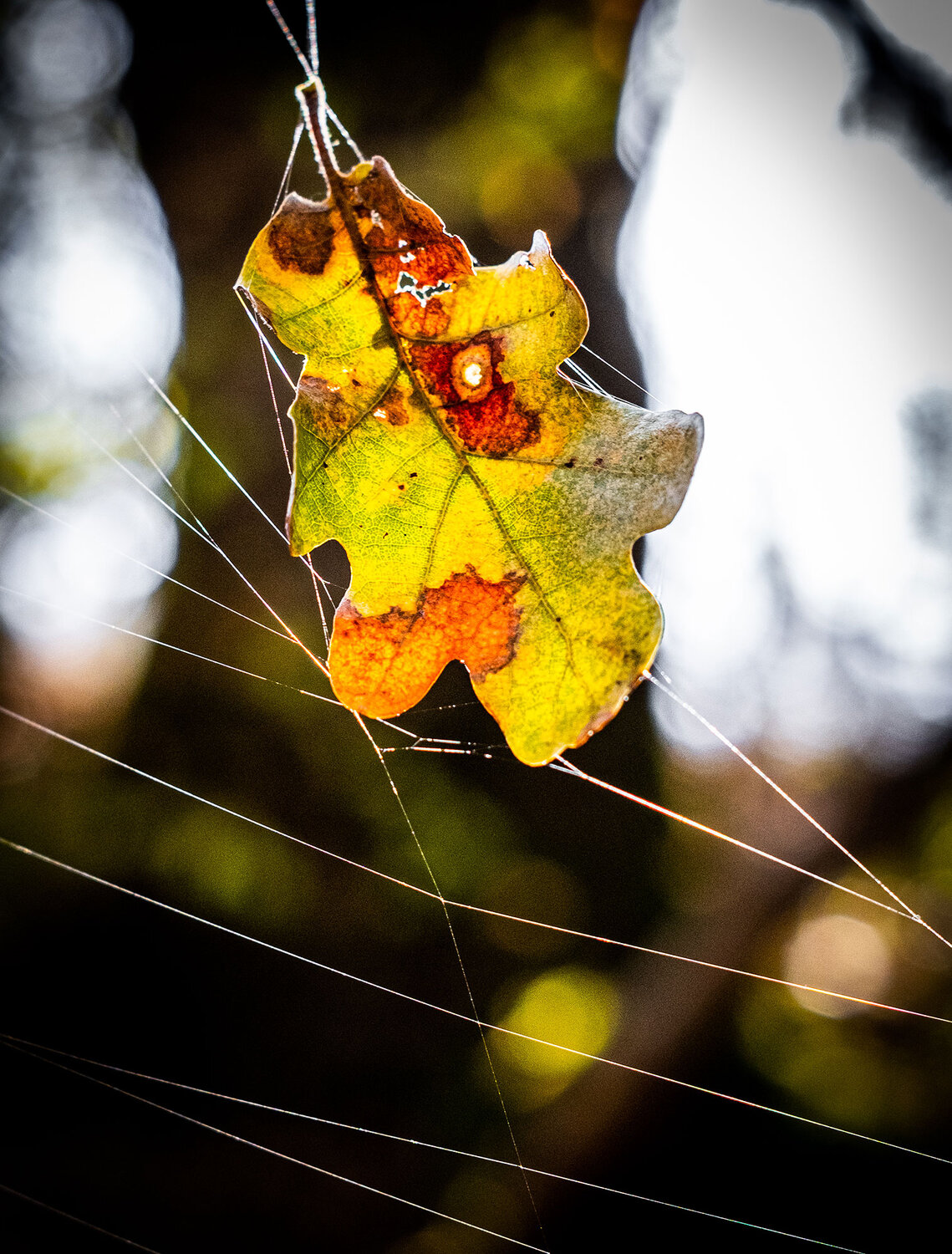 Photo #14099602