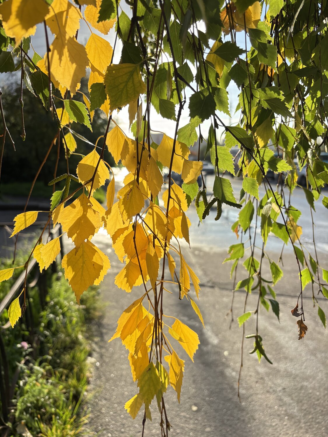 Photo #14099606