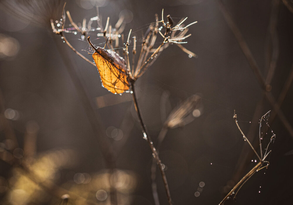 Photo #14099622