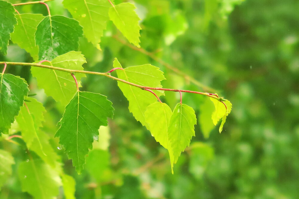 Photograph by Орл Про