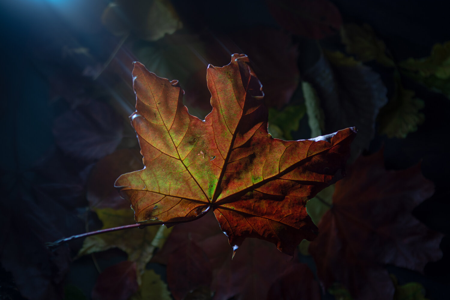 Photo #14099895