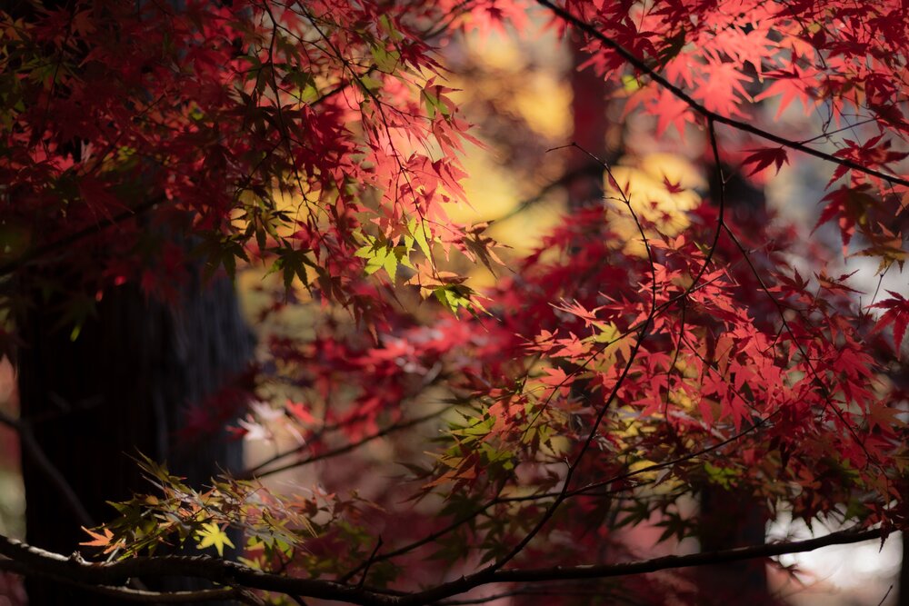 Photograph by Gunma No UMA