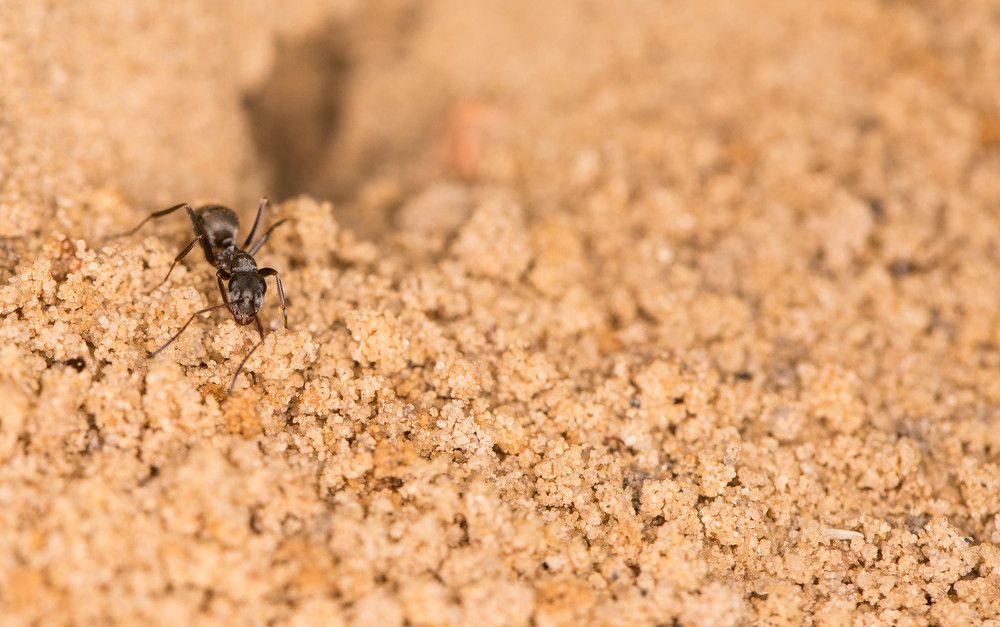 Разведка в пустошах