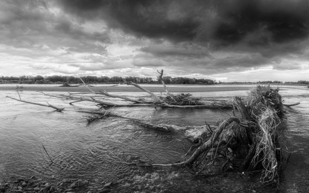 Из жизни деревьев.